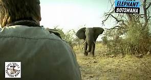 Best of Botswana Elephant Hunts!