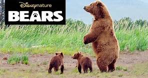 Disneynature Bears | Brown Bear Facts