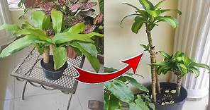 🌱PALO DE BRASIL: Todo lo que debes Saber de esta Planta (Cuidados, Reproducir, Poda)
