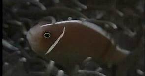 Clownfish and Sea Anemone Partnership -- National Geographic.flv