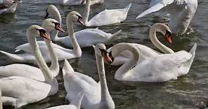 Graceful swans come to eat