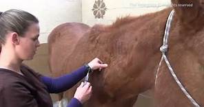 How to Give A Horse an Intramuscular Shot - (IM) Injection
