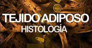 Tejido adiposo | Histología