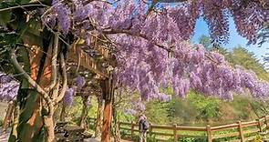 現場直擊！紫藤花、隱藏版櫻花....福壽山農場4月花季唯美綻放中！ | 橘世代