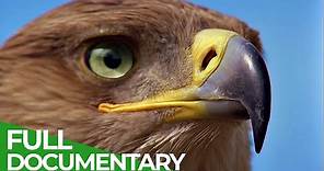 Hunters of the Sky - Europe's Birds of Prey | Free Documentary Nature