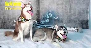 《貓犬通信》西伯利亞雪橇犬