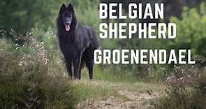Belgian Shepherd dog, The Belgian Groenendael temperament
