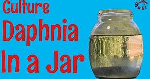How to Culture Daphnia in a Jar