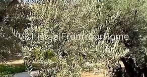 Garden of Gethsemane, Mount of Olives Jerusalem | Visit Israel From Your Home