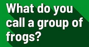 What do you call a group of frogs?