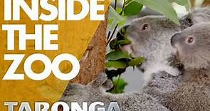 Koala mating call at Taronga Zoo (Sydney, Australia)