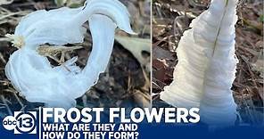 ABC13 meteorologist Kevin Roth explains the phenomenon of frost flowers