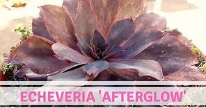 Echeveria 'Afterglow'