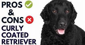Curly Coated Retriever Pros and Cons | Curly Coated Retriever Advantages and Disadvantages