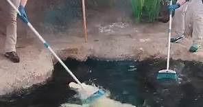 Rare albino alligator gets a scrub down