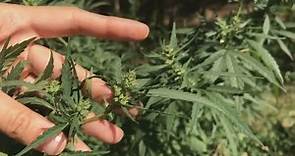 How 420 came to mean 'marijuana'