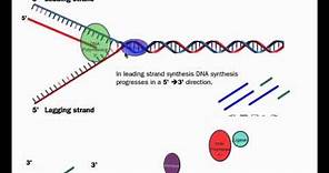 DNA Replication (HL Details) (IB Biology)