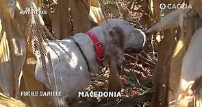 Caccia in Macedonia con i setter Della Serpentara hunting compilation with English setter