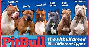 The Pitbull Breeds: 15 Different Types and Their Characteristics