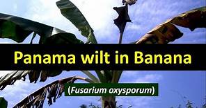 How to manage Panama wilt in Banana crop - Fusarium oxysporum