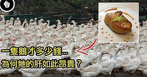 為什麼鵝的肝臟能與松露、魚子醬齊名，並列世界三大珍饈？但越來越多產地禁止生產鵝肝？