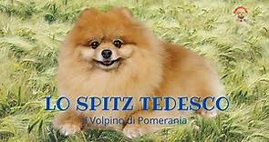 Lo Spitz Tedesco Il Volpino Pomerania