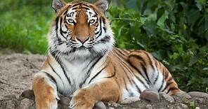 L' ultima tigre