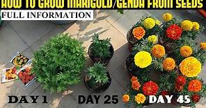 How To Grow Marigold From Seeds (With Full Updates)