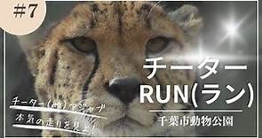 【千葉市動物公園】チーター（雌）アジャブの140メートル本気RUN（ラン）【動物園】