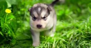 阿拉斯加雪橇犬幼崽时期真的要可爱化了！