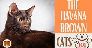 🐱 Cats 101 🐱 HAVANA BROWN - Top Cat Facts about the HAVANA BROWN
