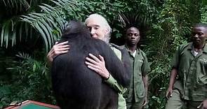 The touching moment Jane Goodall is hugged by rescued chimp