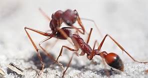 Bulldog ants fighting to the death in Langwarrin Reserve - Victoria, Australia