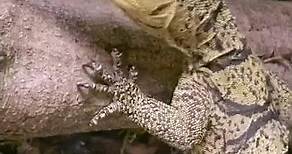 Gray’s Monitor Lizard | San Diego Zoo #shorts