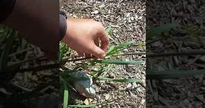 Identification and Control of Barnyard Grass