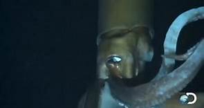 Giant Squid Captured On Video Attacking Submarine