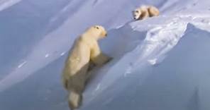 Polar Bear Cubs Out on the Arctic Ice | BBC Studios