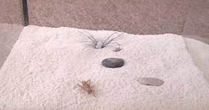 Sicarius terrosus (sand spider)
