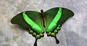 10 Mariposas Mas Hermosas del Mundo que Debes VER