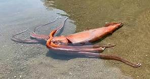 Encuentran calamar gigante en playa de Japón | AFP