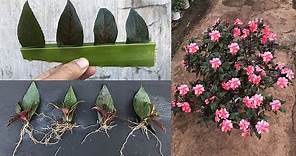 How to grow Impatiens walleriana from leaves