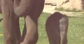 Prague zoo welcomes adorable baby elephant