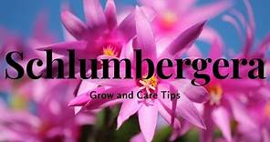 Schlumbergera: Grow and Care Tips