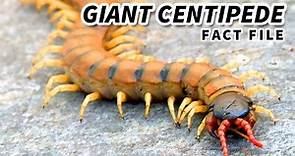 Giant Centipede: the LARGEST living CENTIPEDE | Animal Fact Files