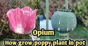 Grow poppy in pot / How to grow poppy at home / Opium plant kaise grow kare.