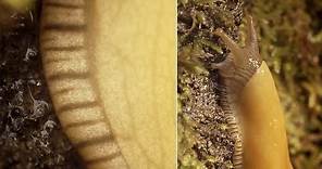 Banana Slugs: Secret of the Slime | Deep Look