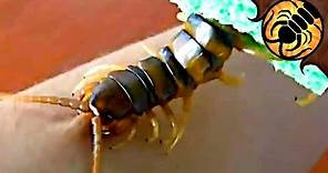 Giant Centipede BITES ME!