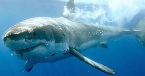 Watch Shark Squad Season 1 Episode 1: Shark Squad - Guadalupe: Island of the White Sharks – Full show on Paramount Plus