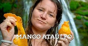 La historia del mango Ataúlfo, una fruta 100% mexicana - Chiapas.