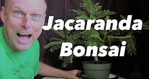 Jacaranda bonsai from seed 2.5 years old